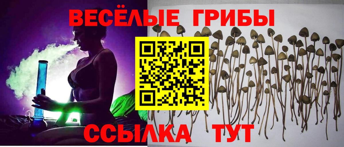 Псилоцибиновые грибы Psilocybine cubensis Нягань